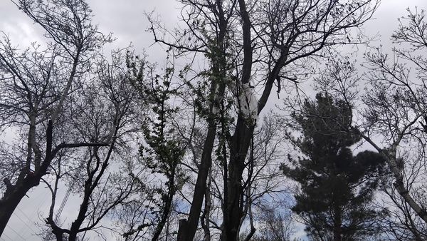 گل‌ها و درختان در شکوفایی