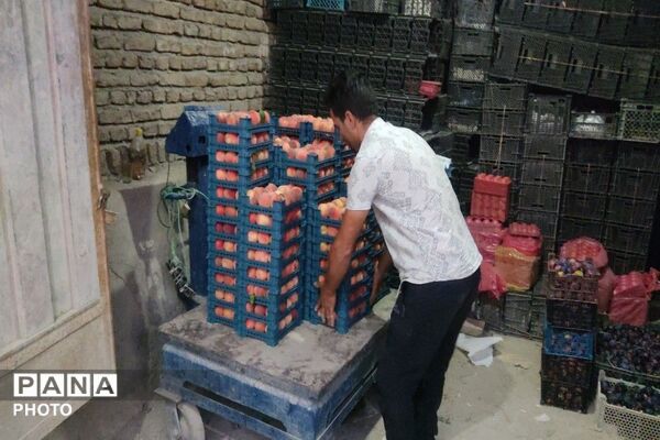 طعم شیرین تابستان در شهربار نیشابور