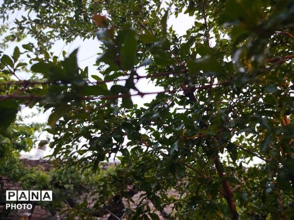 بارش رحمت الهی همراه با تگرگ در شهرستان نیشابور 