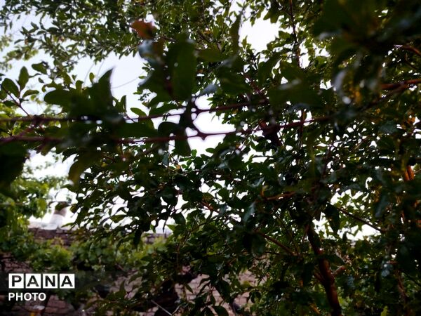 بارش رحمت الهی همراه با تگرگ در شهرستان نیشابور 