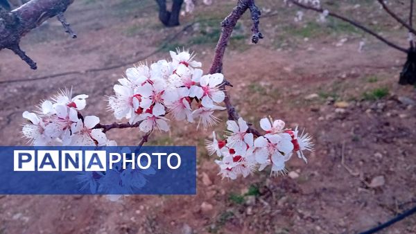 شکوفه‌ها در فصل بهار