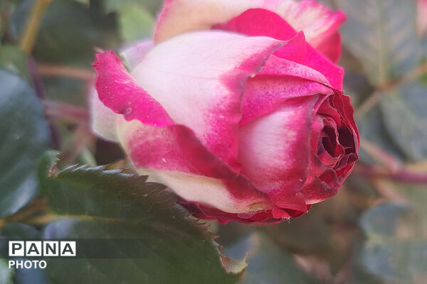 گل‌های زیبای بهاری