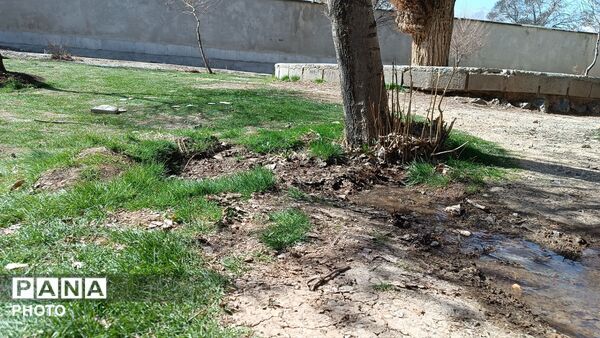 کاشت نهال در مدرسه خدیجه کبری شلمزار
