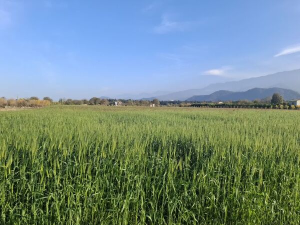 جنگل‌های هیرکانی کردکوی