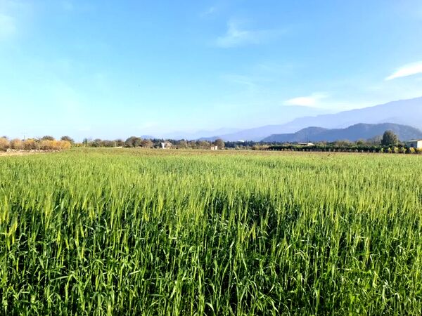 جنگل‌های هیرکانی کردکوی