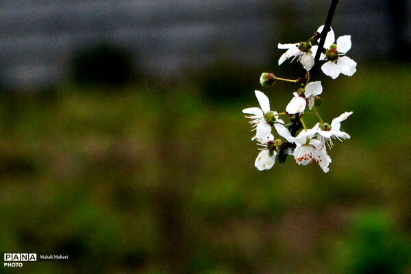 شکوفه‌های بهاری 