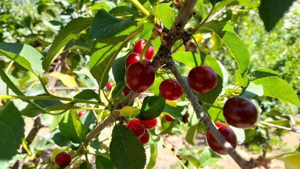 میوه‌های خوش‌رنگ و لعاب بهاری در روستای مارکده