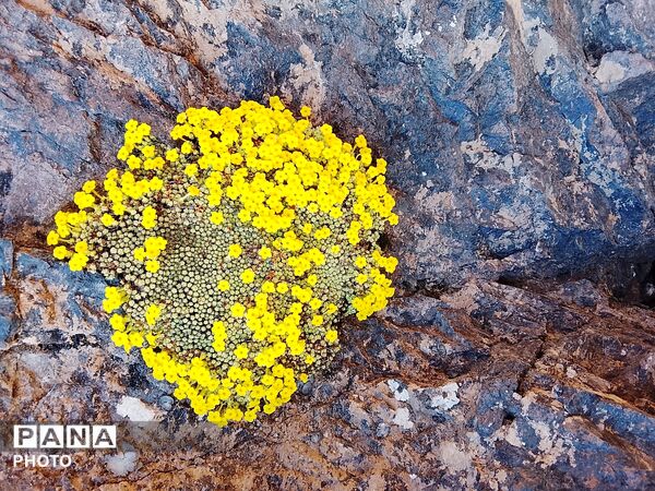 بازگشت بهار؛ آواز دوباره‌ی زندگی