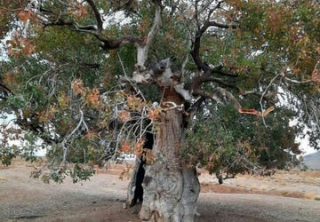 روستای «چنار» از جاذبه‌های گردشگردی آباده