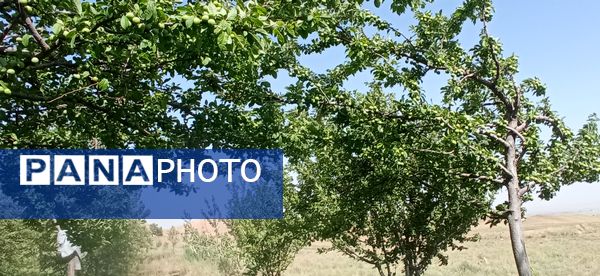 آغاز فصل چیدن؛ باغ‌های جلگه رخ میزبان میوه‌های تابستانی 