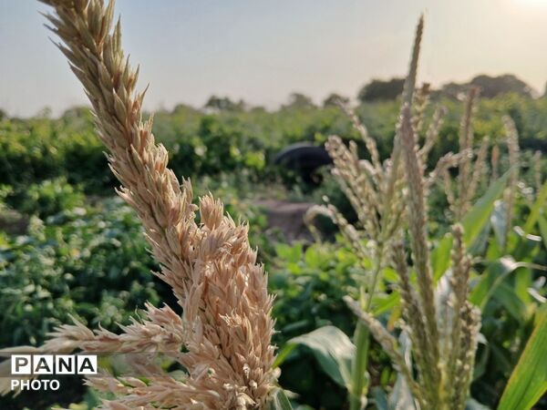 وقتی طبیعت، حرف می‌زند
