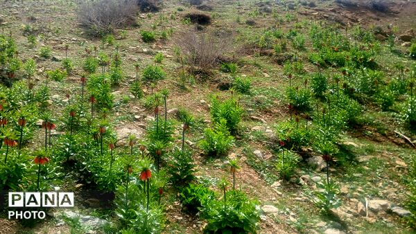 بهار در حومه کوهرنگ