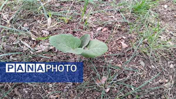 گل‌ها و درختان در شکوفایی