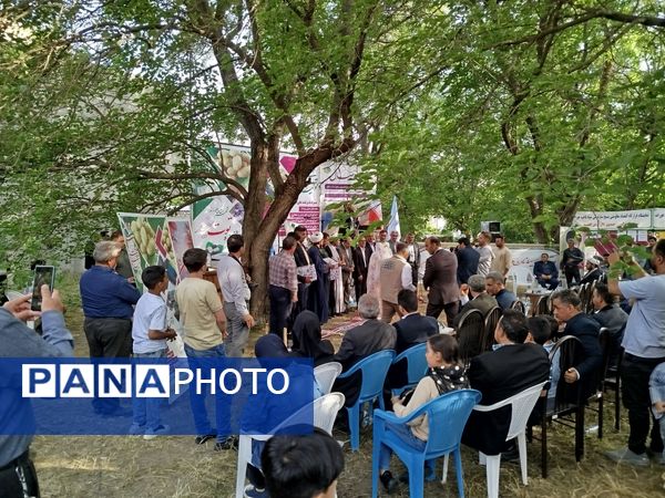 جشنواره توت سفید در هوراند