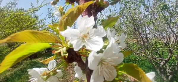 طبیعت بی نظیر روستا سربالا بهترین گزینه برای طبیعتگردی در فصل بهار