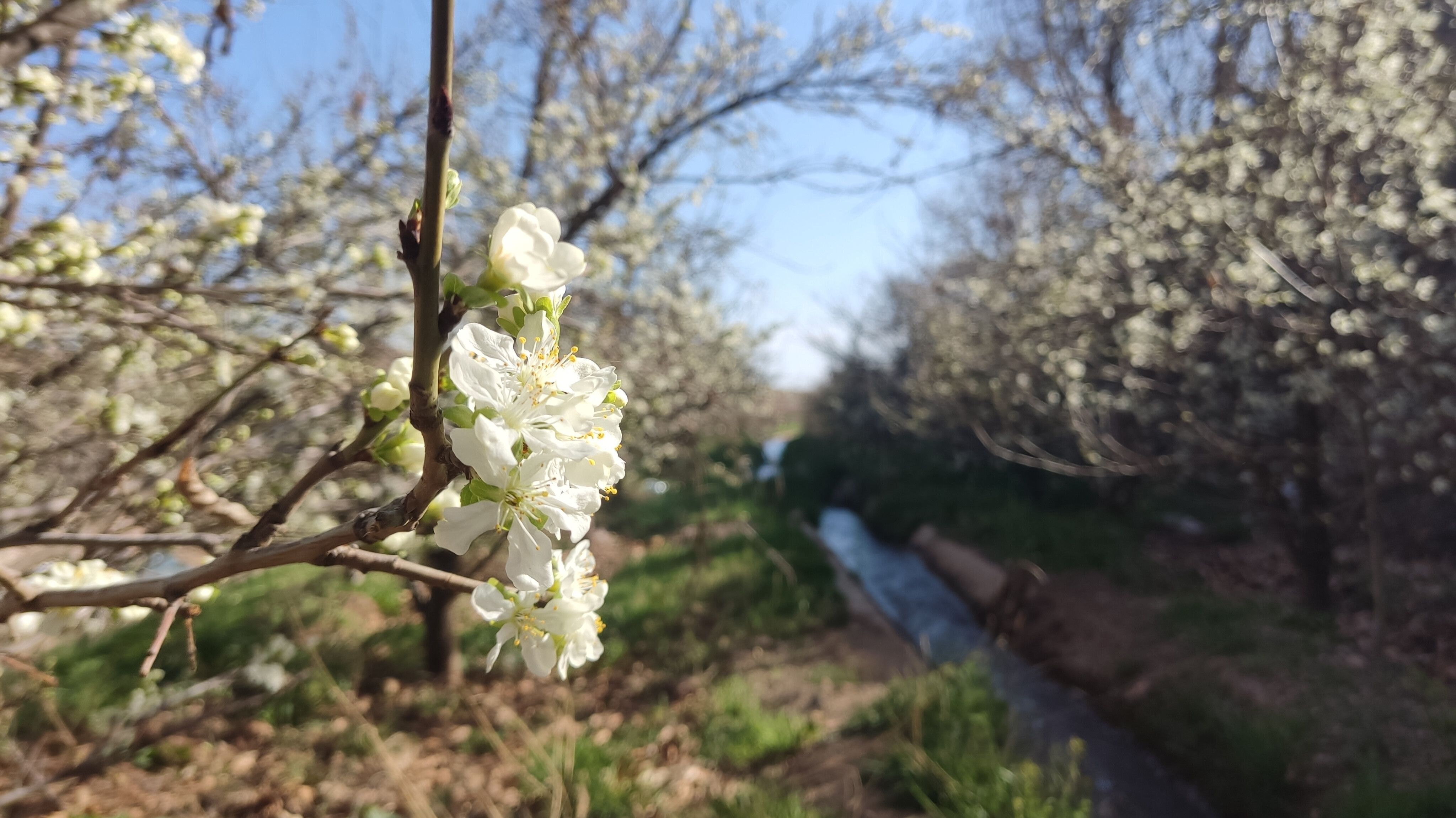 شهرستان نیشابور میزبان فصل بهار