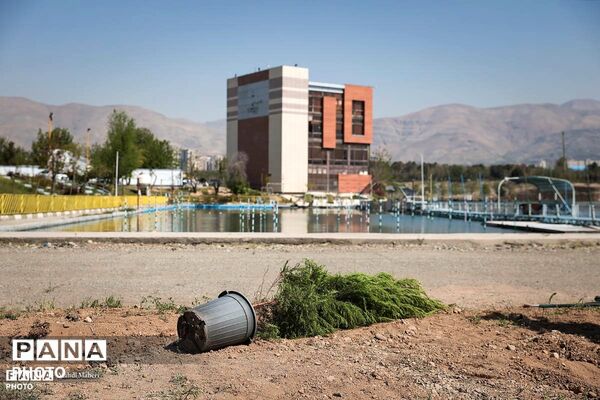 پویش «درخت‌‎کاری سرو ایران»