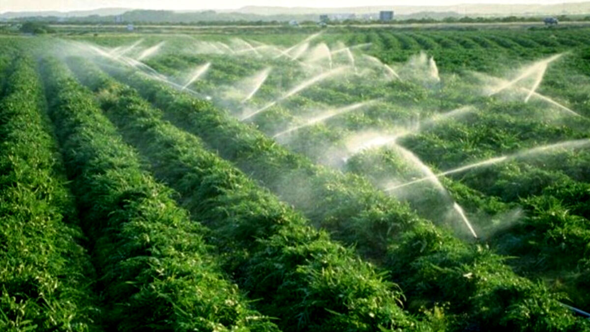 اجرای آبیاری قطره‌ای در باغ‌های روستای قائد طاهر استان لرستان