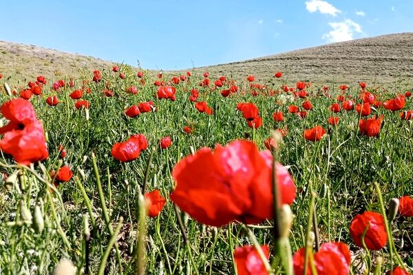 باباکمال؛ نگین سرسبز قلقلرود در قاب تصویر