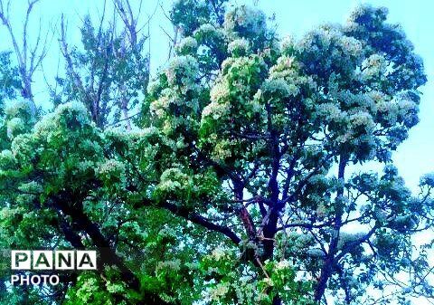 وانان، تابلوی بی‌بدیل خالق، شکوه رنگ‌ها و عظمت کوهستان