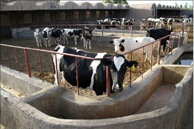 کاهش واردات با استفاده از خوراک کامل دام