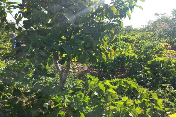 آغاز فصل برداشت انگور از باغات روستای گزکوه فاروج