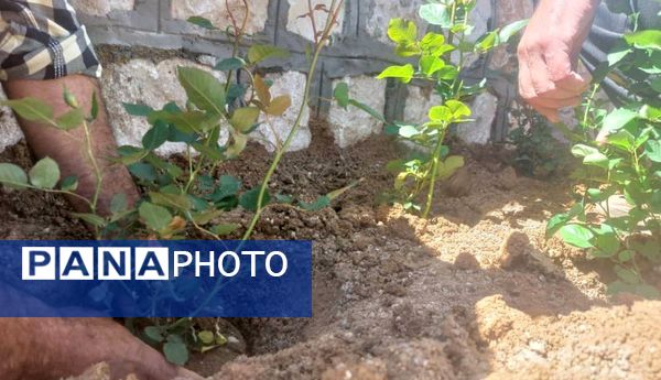 کاشت گل و گیاه در شهر منج، راهی برای احیای زمین