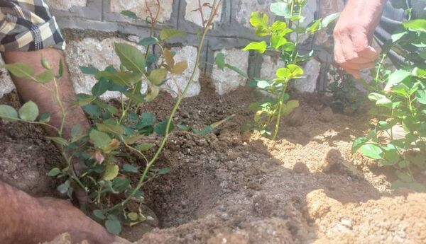 کاشت گل و گیاه در شهر منج، راهی برای احیای زمین