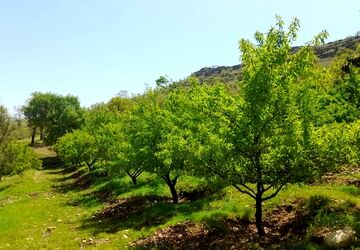 باغ بادام علی آباد؛ گنج سبز روستایی در دل طبیعت