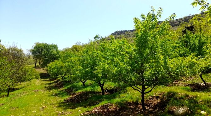 باغ بادام علی آباد؛ گنج سبز روستایی در دل طبیعت