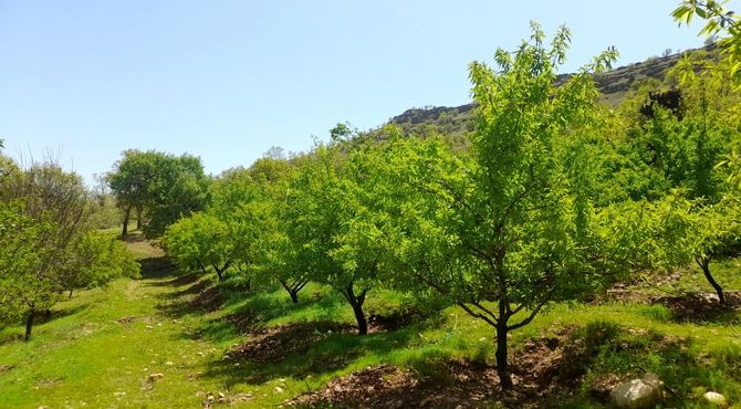 باغ بادام علی آباد؛ گنج سبز روستایی در دل طبیعت