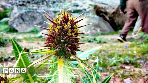 کوه های زیبای تخت پلنگ نیشابور 