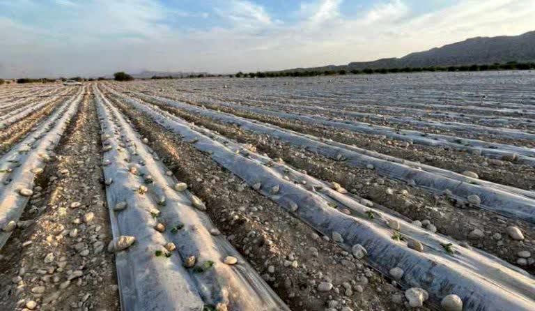 کاشت کدو در سطح 600 هکتار از اراضی شهرستان فراشبند