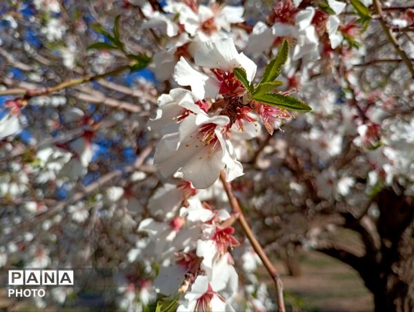 بهار با عطر شکوفه‌ها، دفتری از زندگی تازه می‌گشاید