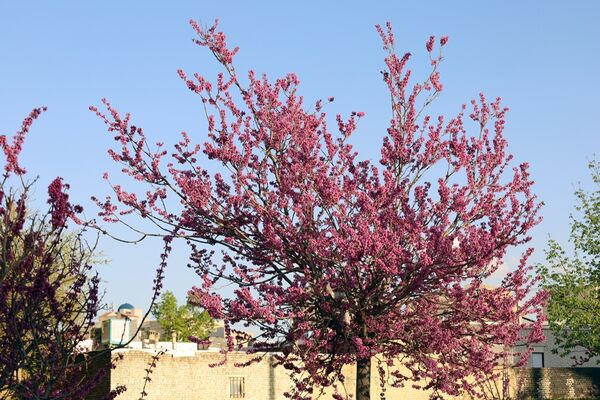 ارومیه شهر رویایی