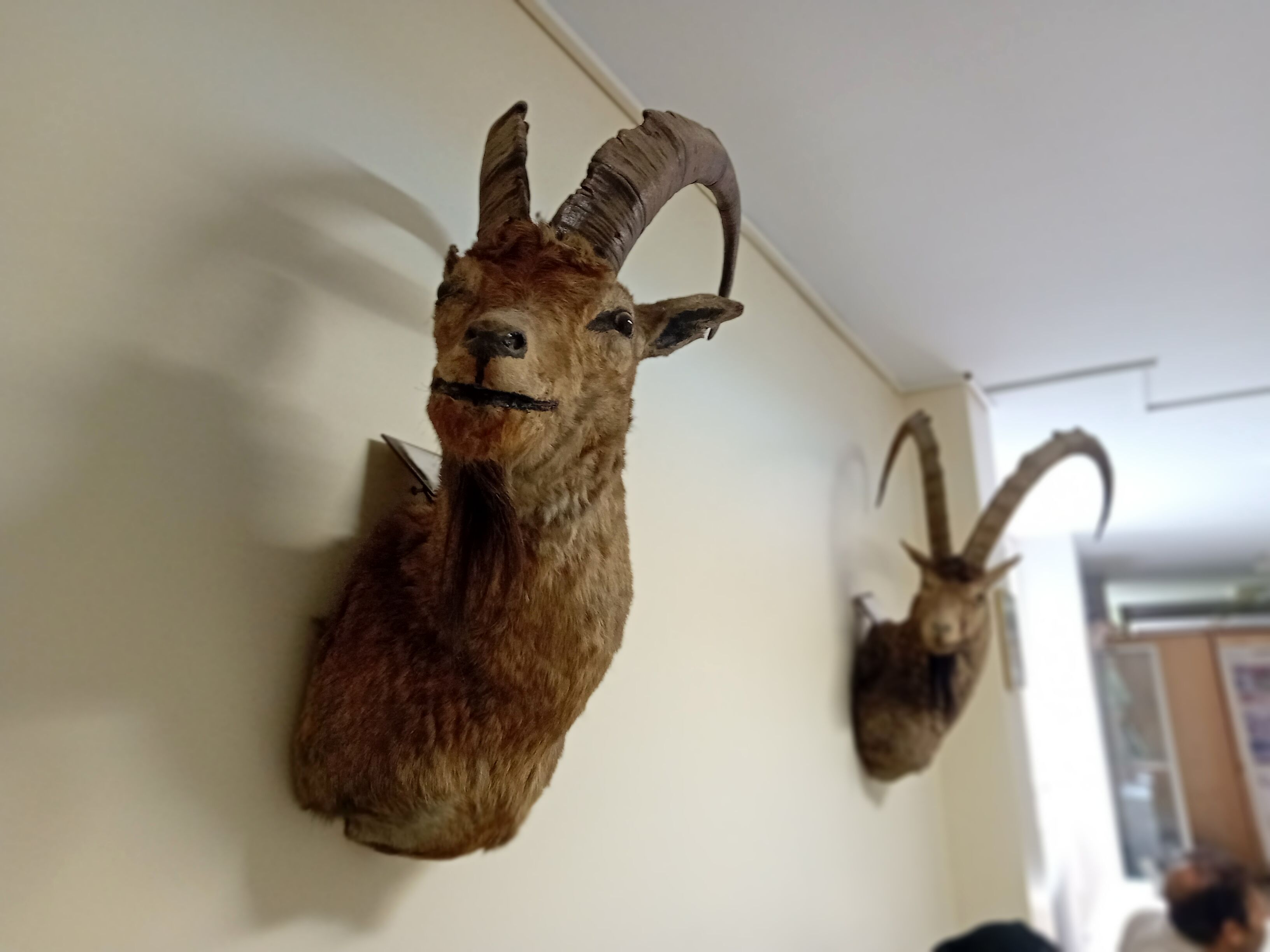 نقش هرم غذایی و خواب زمستانی در زندگی حیوانات