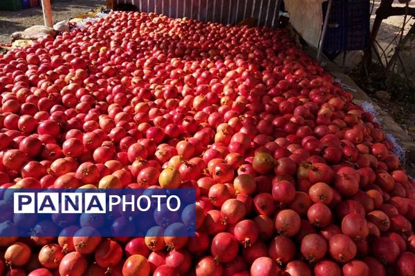 برگزاری جشنواره «یاقوت باران» در فیروزکوه