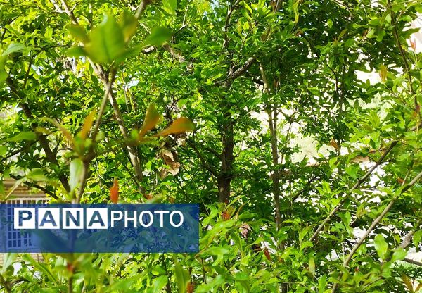 روستای شلیل نگین سرسبزی در دل کوه‌های میانکوه