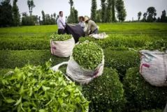  ۶۱۴ میلیارد تومان مطالبات چایکاران شمال کشور واریز شد