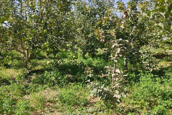 فصل زیبای پاییز در شهر بار نیشابور 
