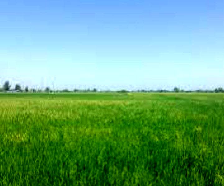 طلای زرد در دل زاگرس؛ آغاز فصل برداشت برنج در لرستان با امید به شکوفایی