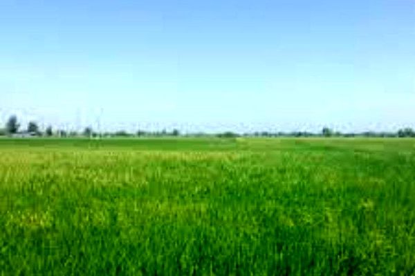 طلای زرد در دل زاگرس؛ آغاز فصل برداشت برنج در لرستان با امید به شکوفایی