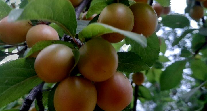 آلوچه پاییزه؛ میوه‌ای کوچک با خواصی بزرگ