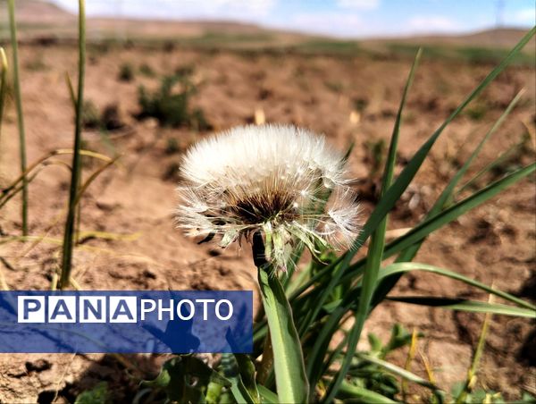 سیزده بدر، نقاشی رنگارنگ طبیعت را بر بوم تصاویر رقم زد