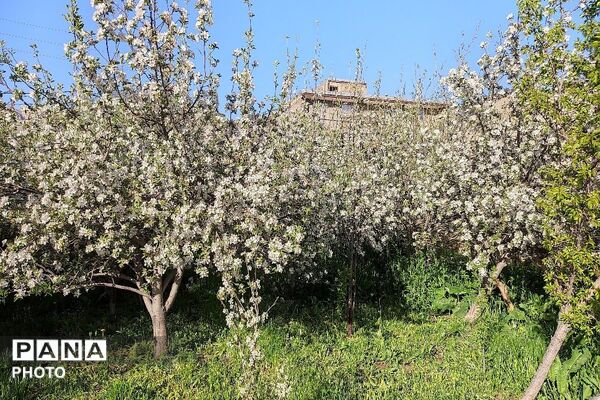 آلبوم تصویری از طبیعت زیبای شهر بار در اردیبهشت‌ماه  ۱۴۰۵ -1
