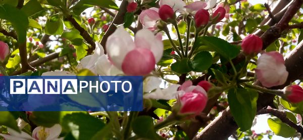 طبیعت بی نظیر روستا سربالا بهترین گزینه برای طبیعتگردی در فصل بهار