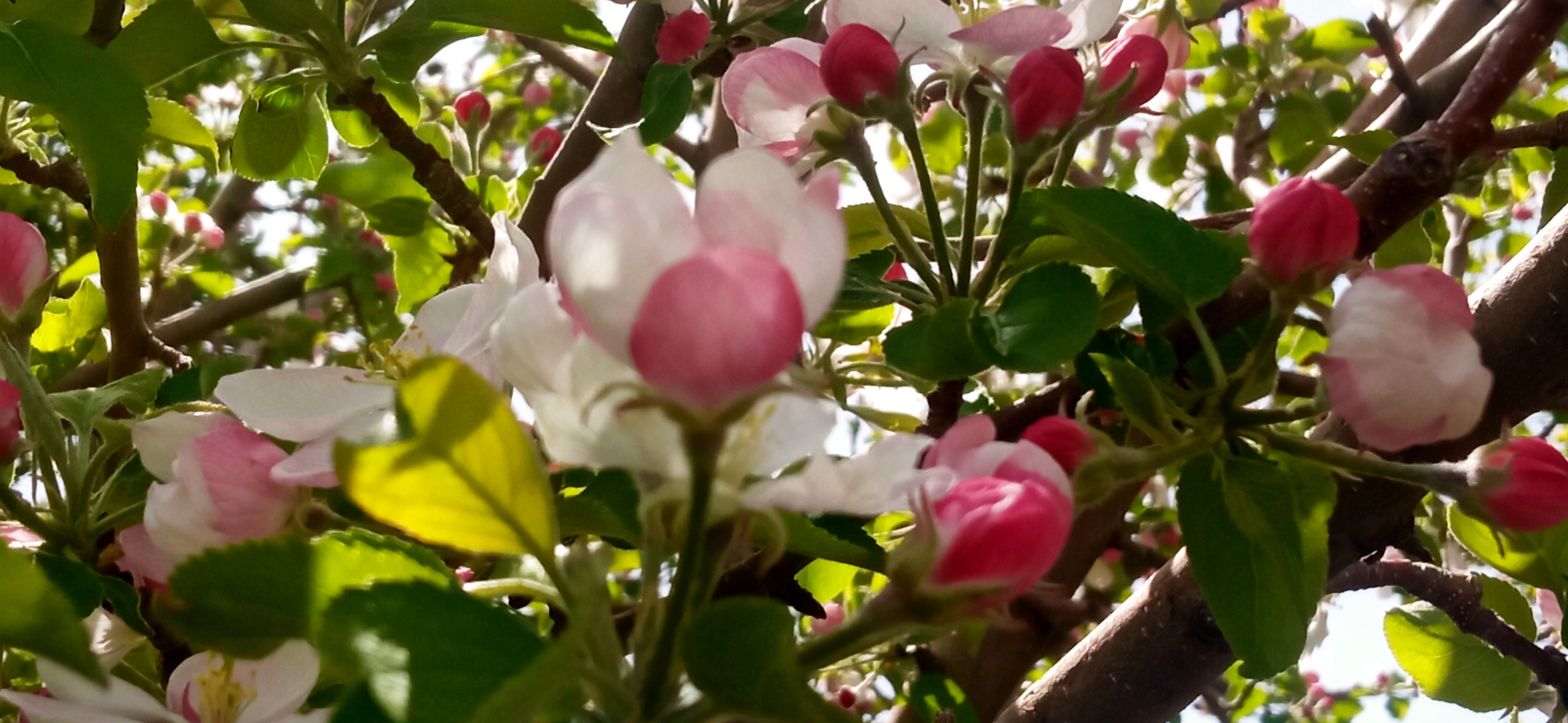 طبیعت بی نظیر روستا سربالا بهترین گزینه برای طبیعتگردی در فصل بهار