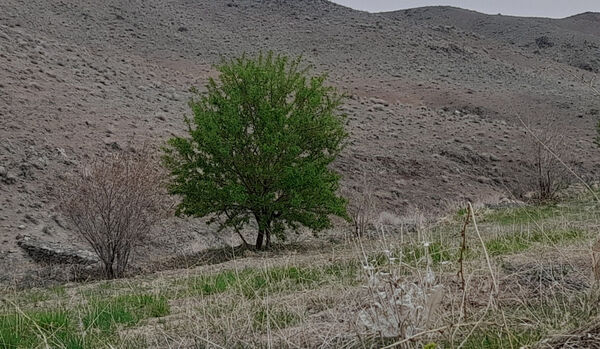 جلوه هایی از مناظر بهاری روستای «اسفید» شهر سلفچگان قم در روز طبیعت