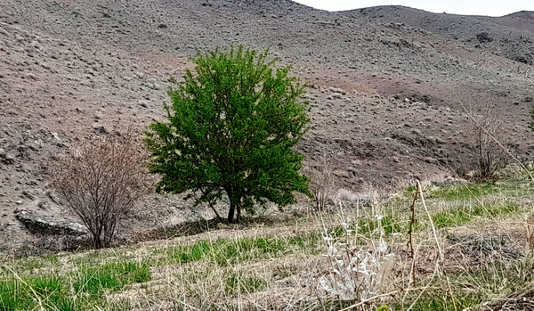 جلوه هایی از مناظر بهاری روستای «اسفید» شهر سلفچگان قم در روز طبیعت
