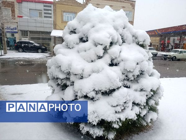 سفید مثل برف